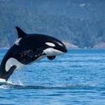 Take the Ferry to the San Juan Islands