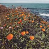 Seasonal Wildflowers