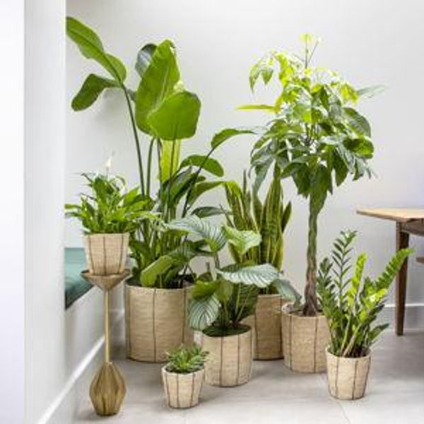 Jaz's Jungle
