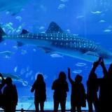 Aquarium of the Pacific