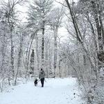 Hike a trail at Whitney and Thayer Woods