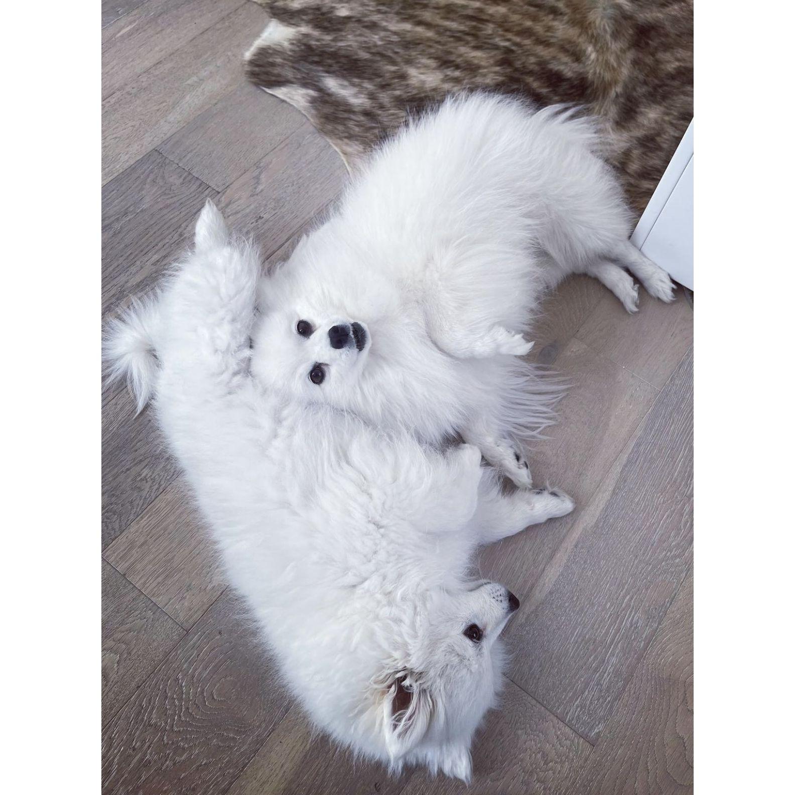 Our precious poofs!