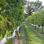 Evansburg Vineyards