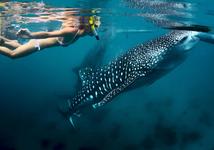 Exprience swimming with Whale Sharks