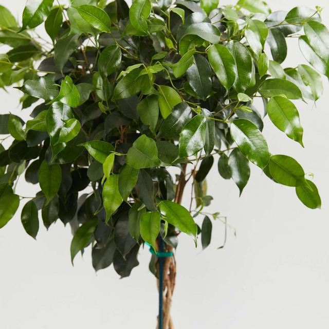 Ficus Benjamina Midnight Braid