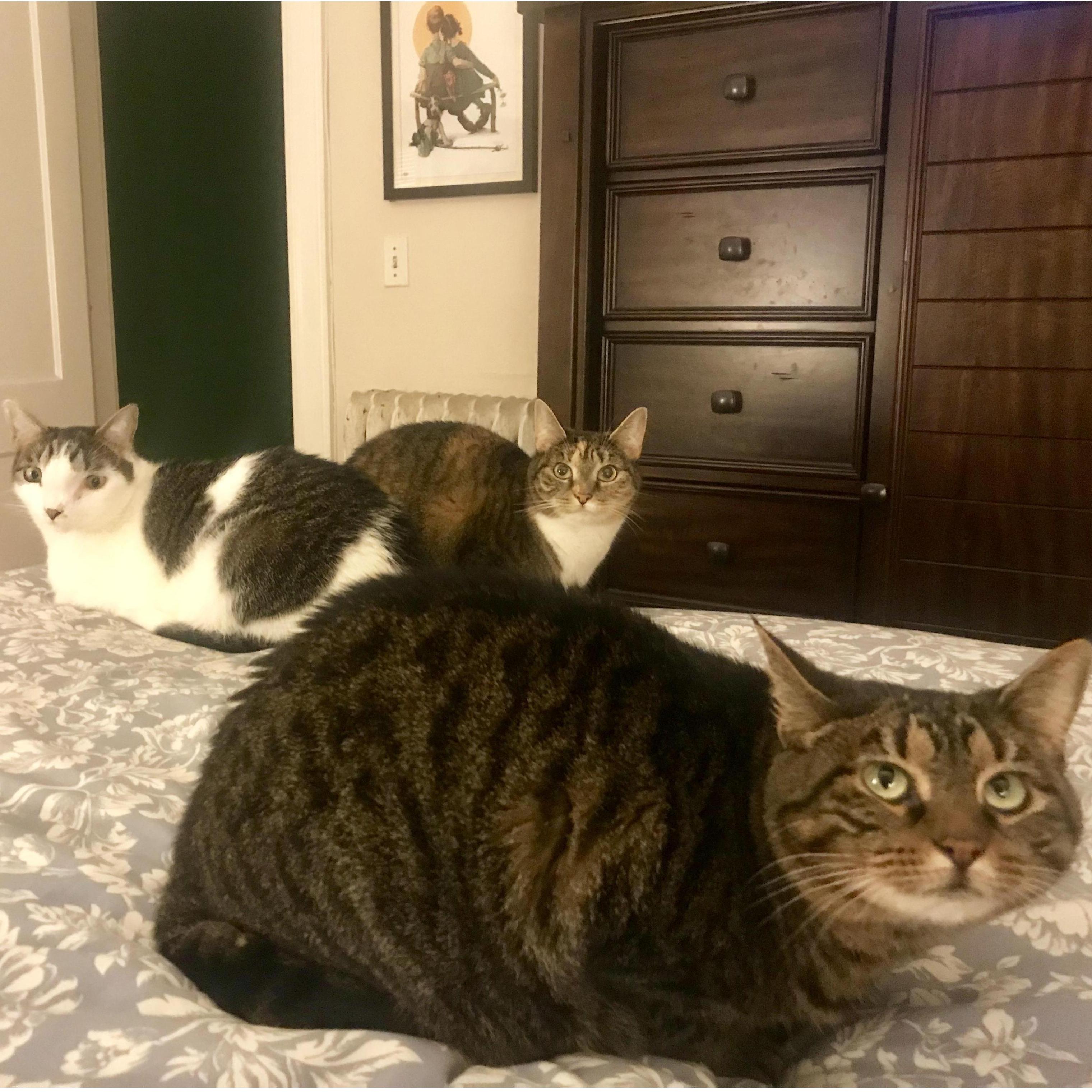 and, of course, our furry roommates Clyde, Bonnie and Shaye
