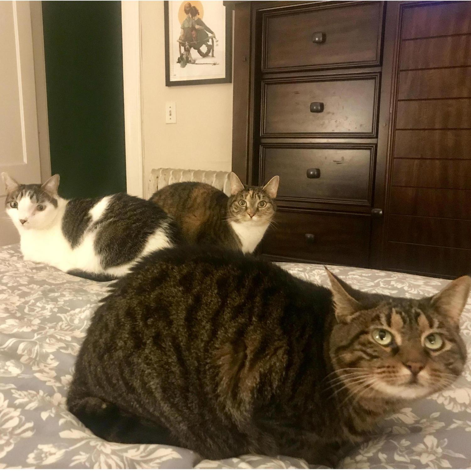 and, of course, our furry roommates Clyde, Bonnie and Shaye