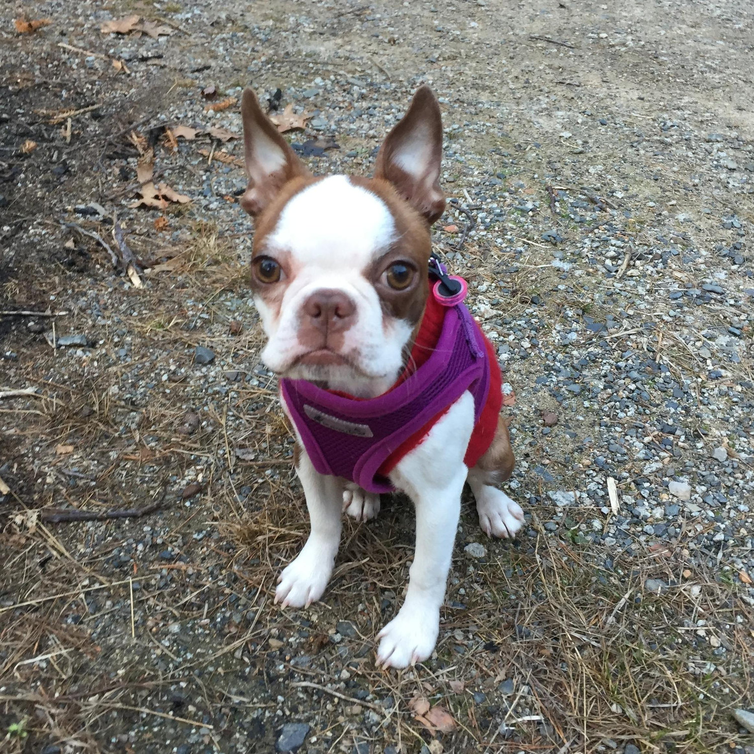 Penny, when she first joined our family!