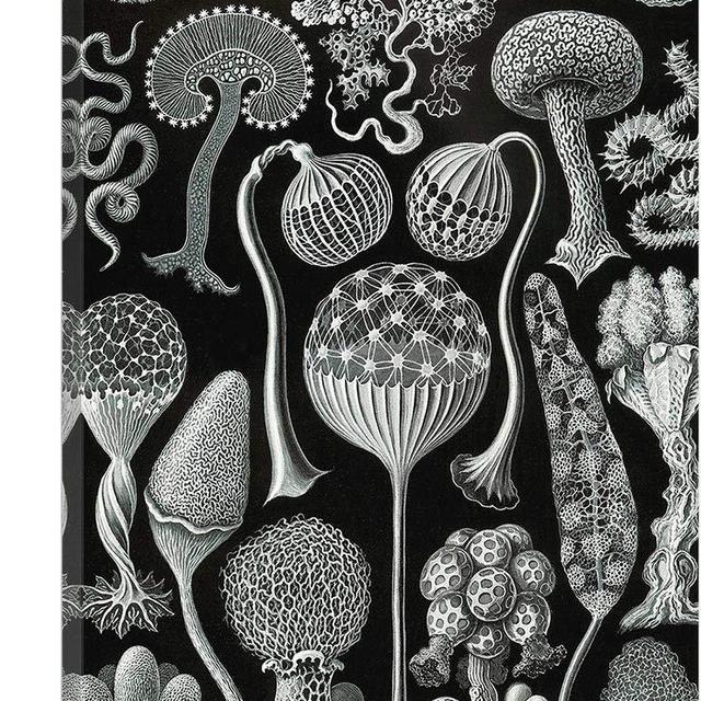 ARTCANVAS Slime Molds 1904 Canvas Art Print by Ernst Haeckel - 26" x 18" (0.75" Deep)