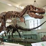 American Museum of Natural History