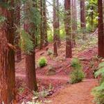 Hoyt Arboretum Parking Lot