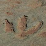 Mill Canyon Dinosaur Trails