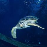 Shark Reef Aquarium at Mandalay Bay
