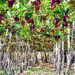 Trang Trại Nho Ba Mọi