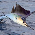 SPORT FISHING