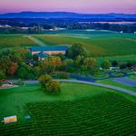 Yadkin Valley Vineyard