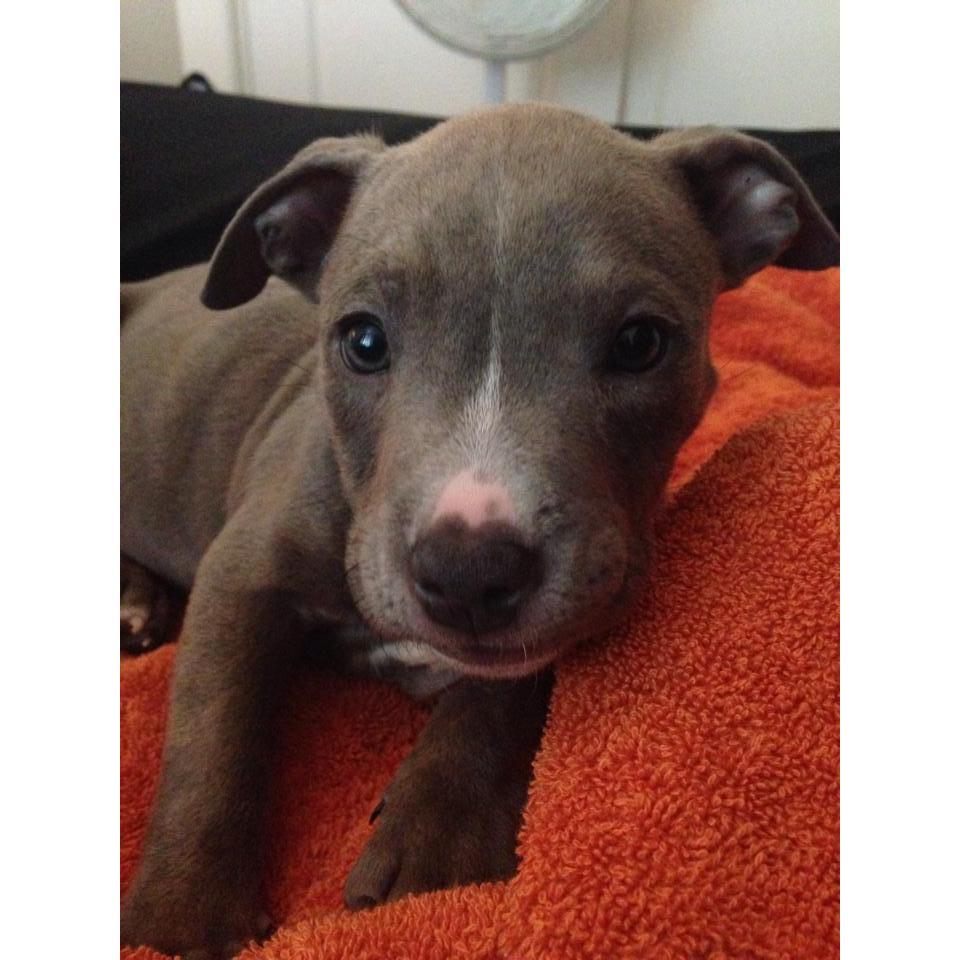 Our first dog together <3!!