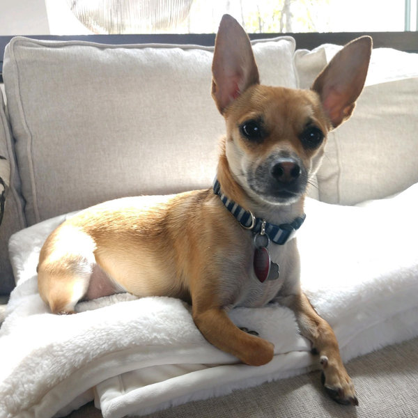 Bruiser's Bark Box Fund
