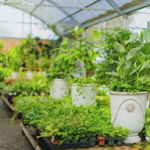 $25 Gift Card to our local plant nursery