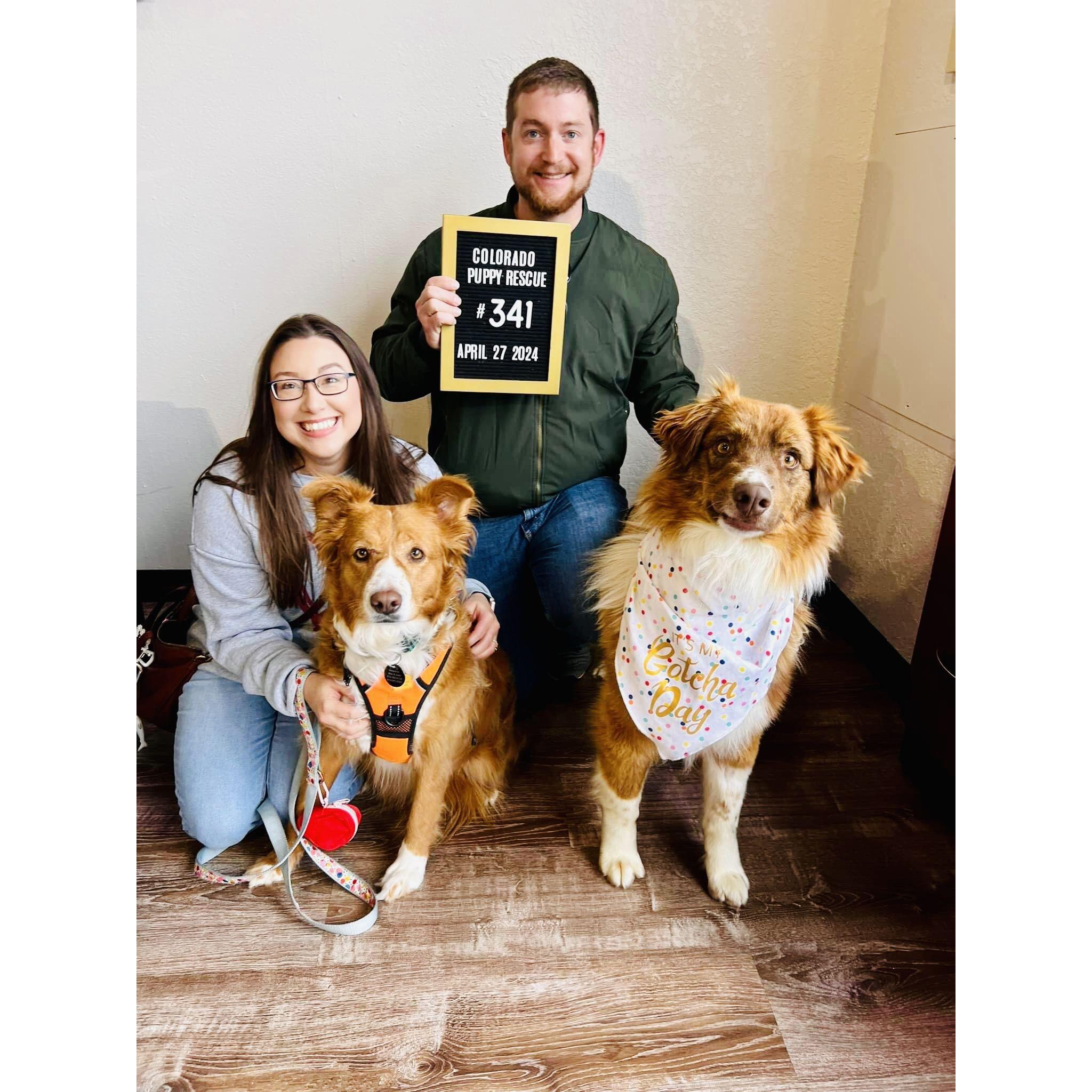 In April of 2024 we adopted a brother for Lady, named Sullivan, whom I call, Sully-Wooly