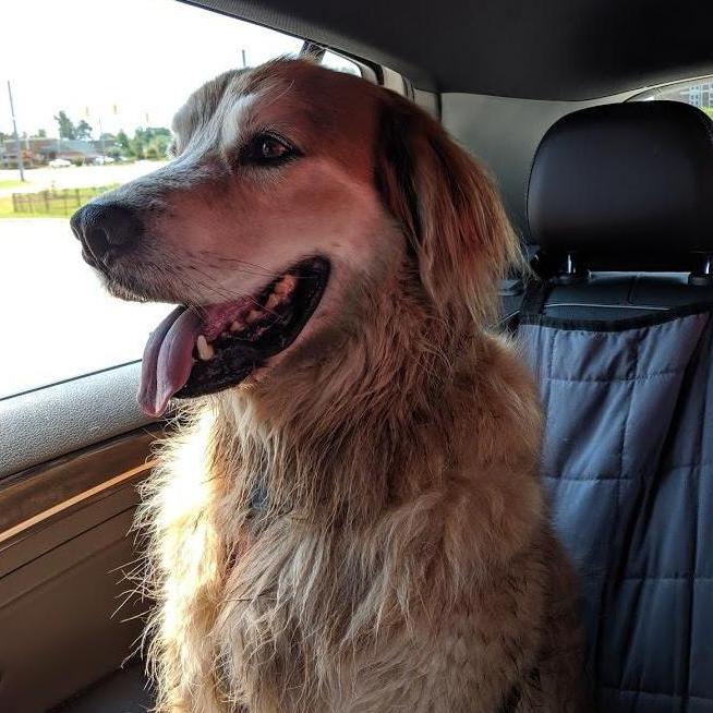 Zookie boy coming back from a long trip to the park, his favorite place in the whole world!