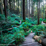 The Arcata Community Forest