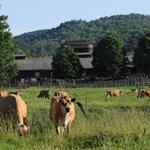 Billings Farm & Museum
