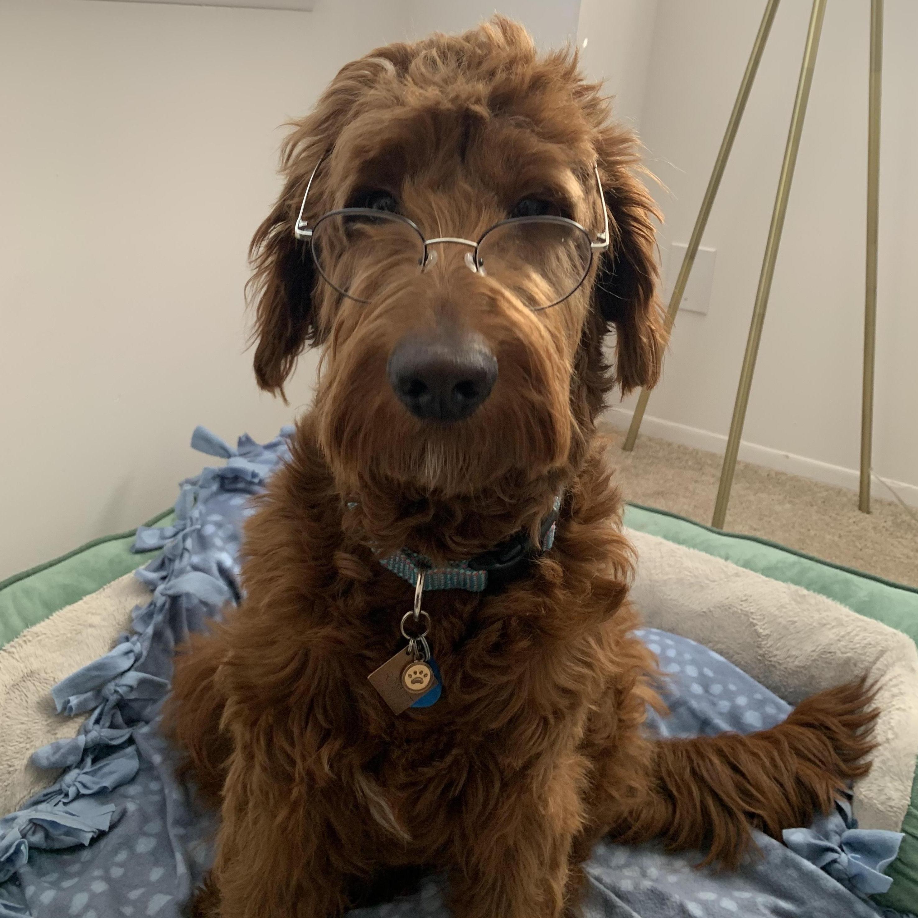 our very smart dog Rowlet