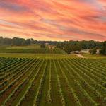 Arrington Vineyards