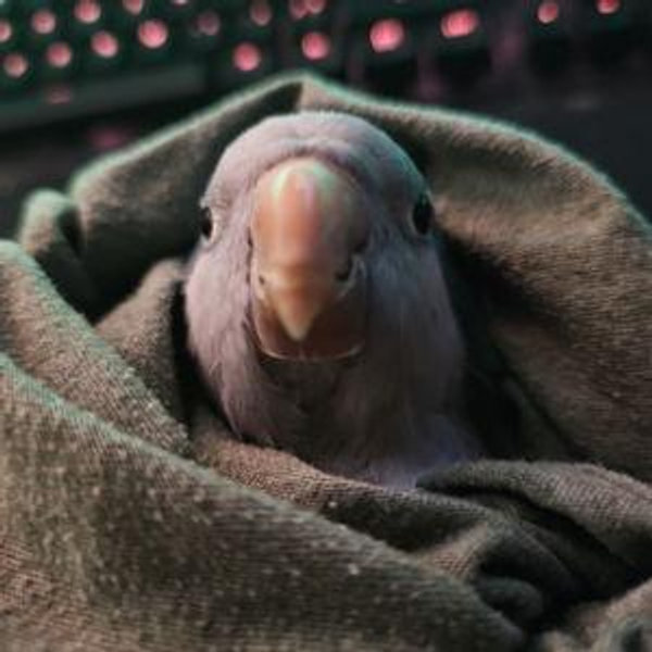 Our Bird Fund
