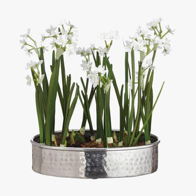 Paperwhite Arrangement In Aluminum Pot