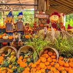 The Great Pumpkin Festival at Stamford Museum & Nature Center