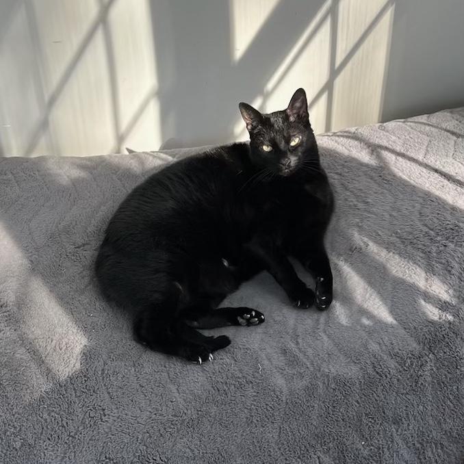 Our Cat — Theo