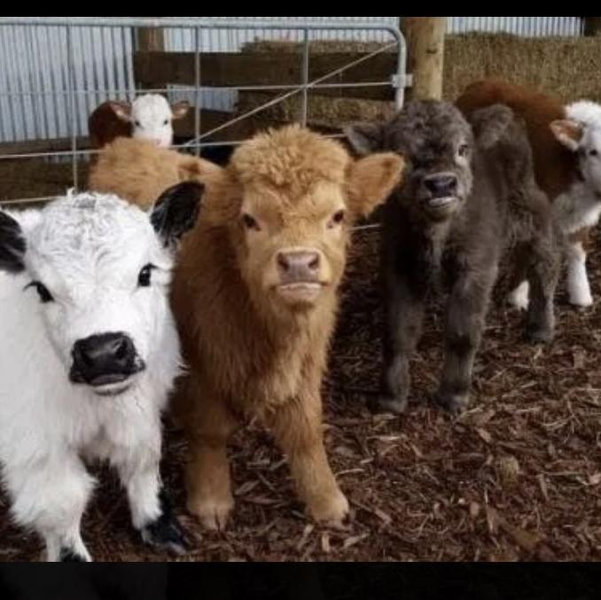 Mini Highland Cow Fund