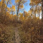 Aspen Trail Hike