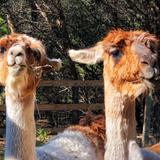 The Shady Llama