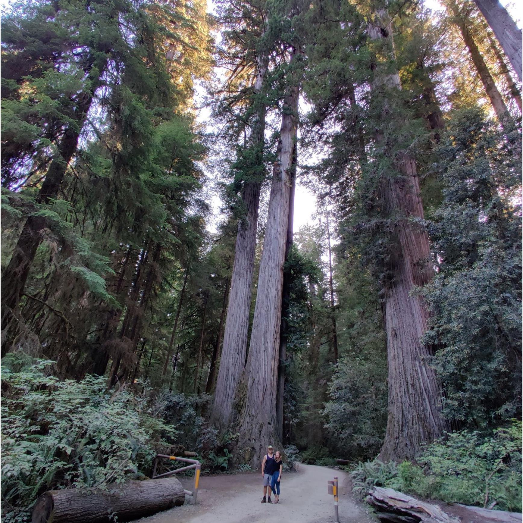 Made it to the Redwoods on our two week roadtrip.  Another item crossed off Jimmy's bucket list. Dreams do come true :)