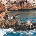 Ballestas Islands