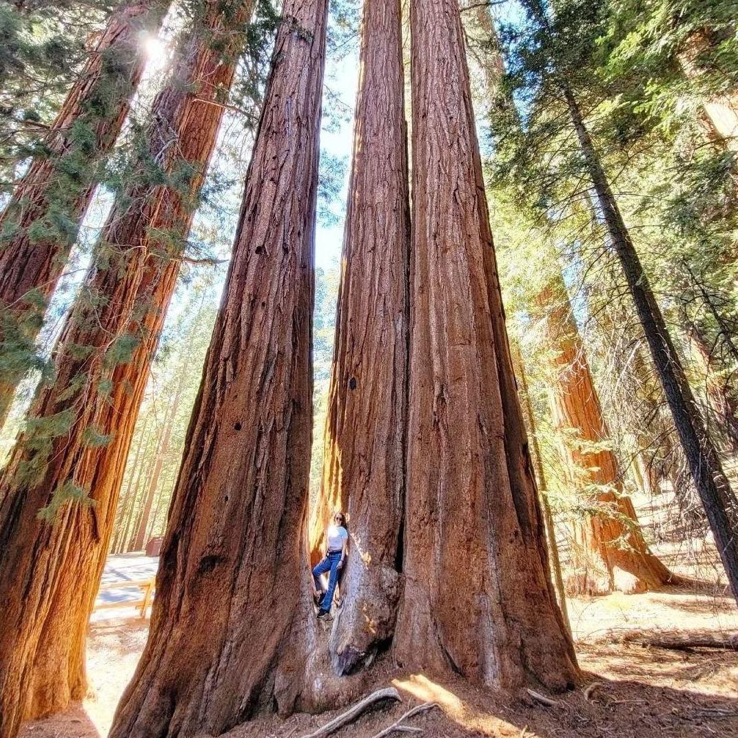 Sequoia National Park 2022