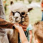 Rosie Mae's Alpaca Farm and boutique