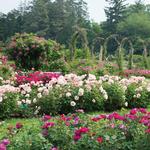 Elizabeth Park Rose Garden