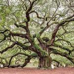 Angel Oak Tree