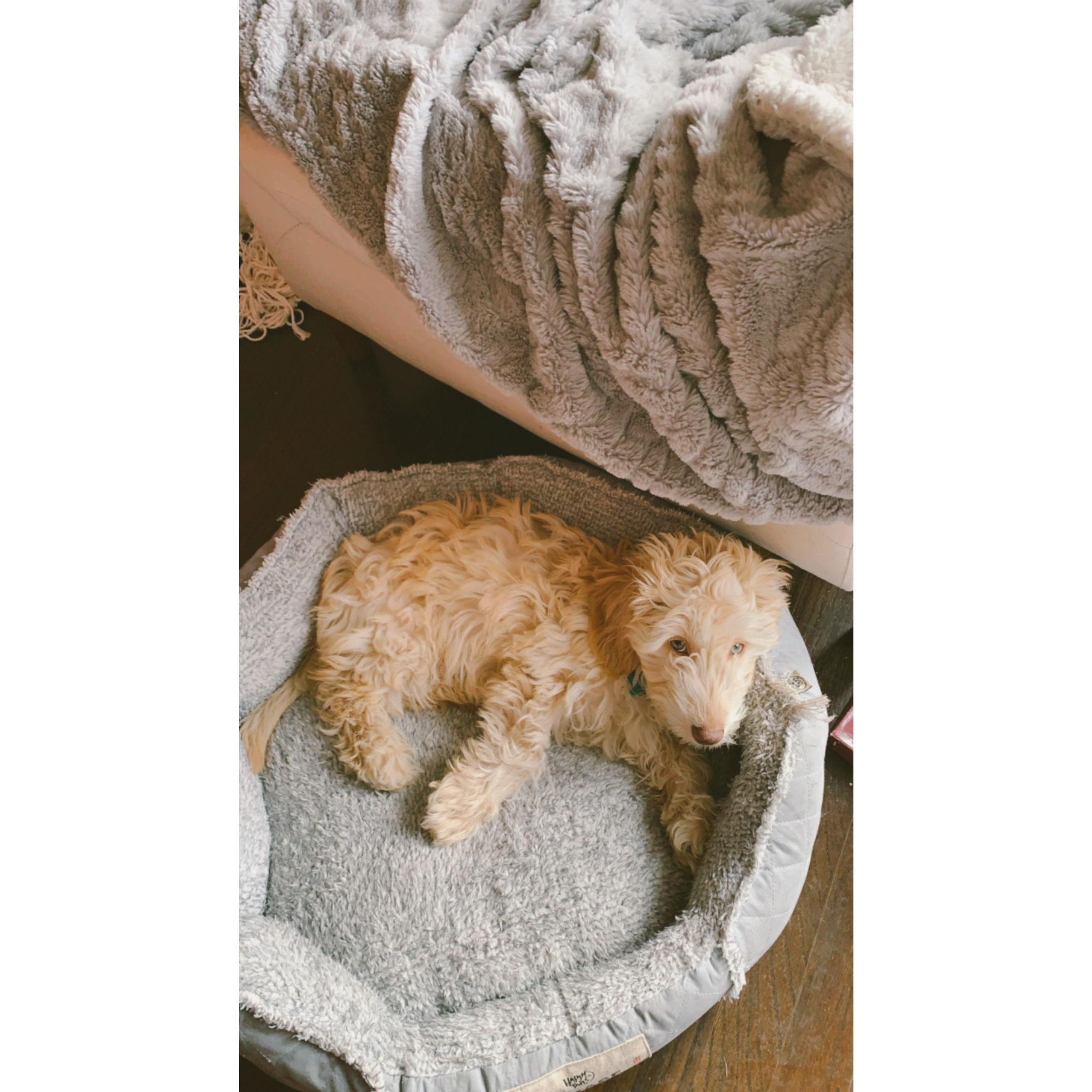 We spontaneously brought home this sweet boy, Archie - September 2021