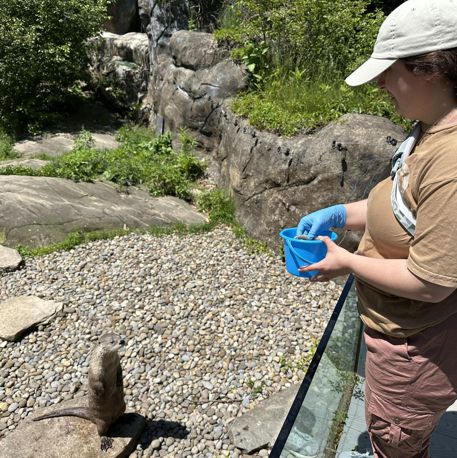 Feeding otters together <3