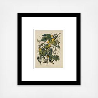 John James Audubon Carolina Parrot, from The Birds of America, 1827-1838