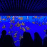 Monterey Bay Aquarium