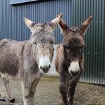The Donkey Sanctuary Ireland