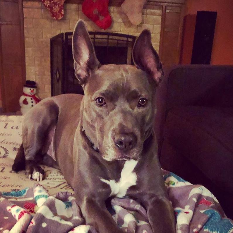 Our fur baby, Duke!