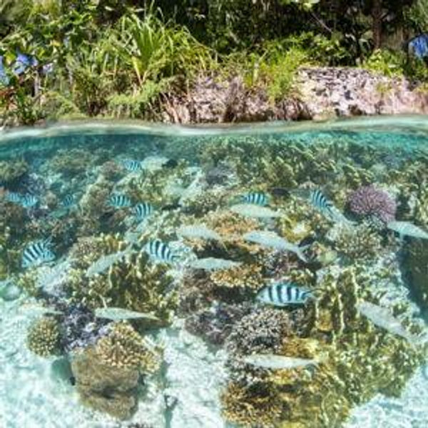 Coral Grafting in Bora Bora