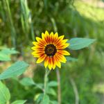 Hope Street Saturday Farmers Market